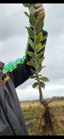 დაფნის ნერგები