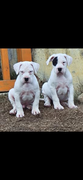 არგენტინული დოგი