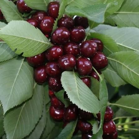 ბლის ნერგები