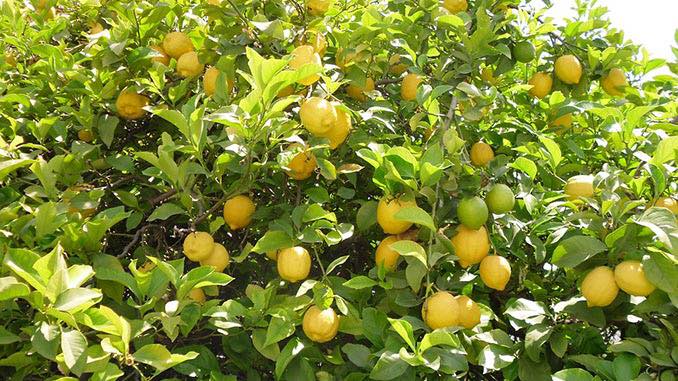 ლიმონის ნერგები