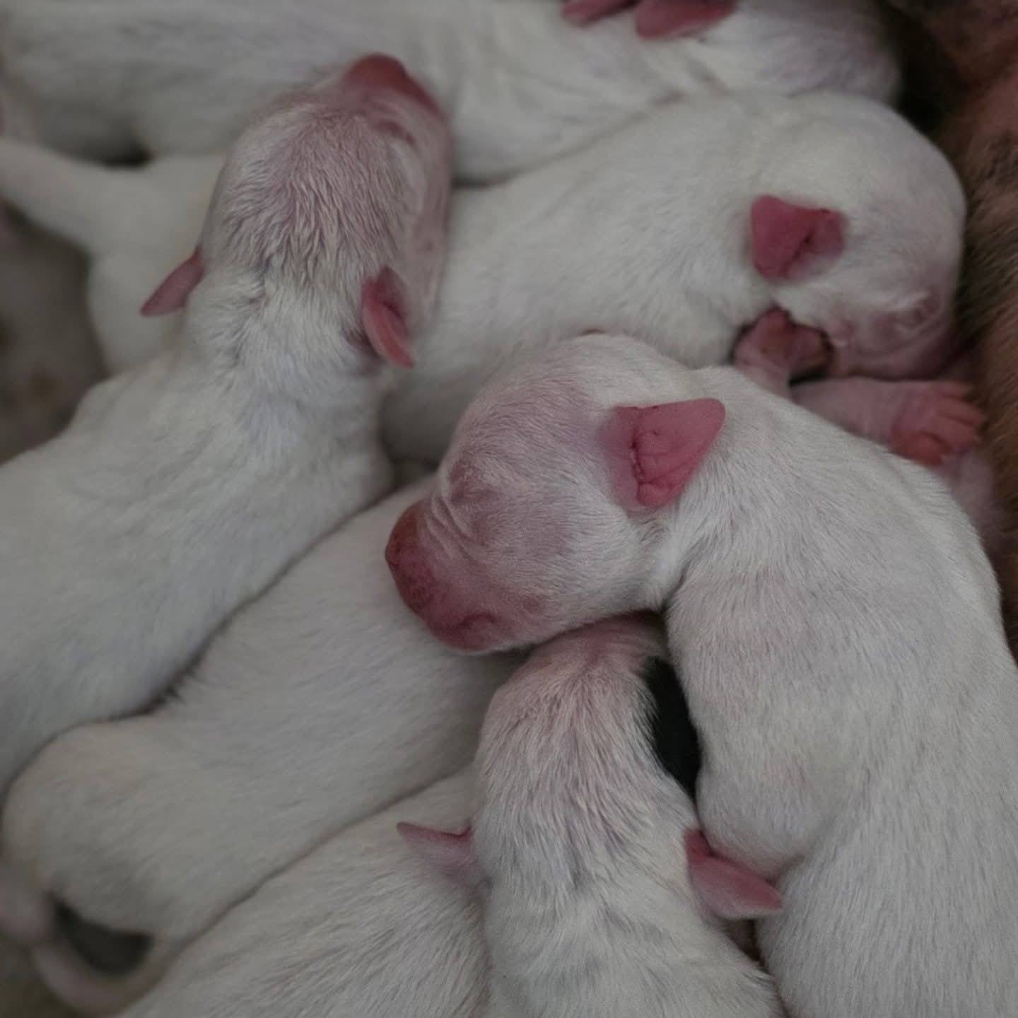 არგენტინული დოგი