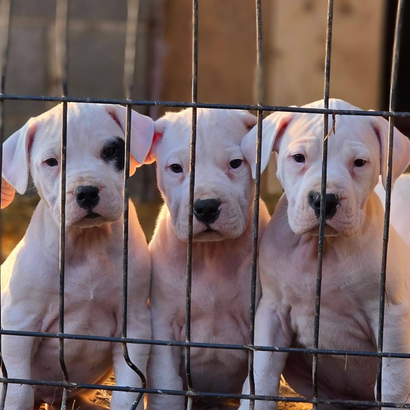 არგენტინული დოგი