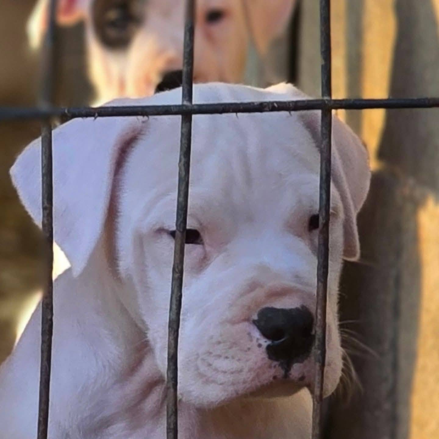 არგენტინული დოგი