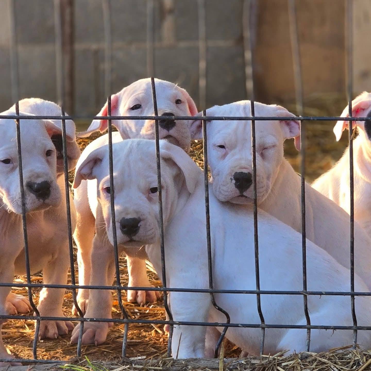 არგენტინული დოგი