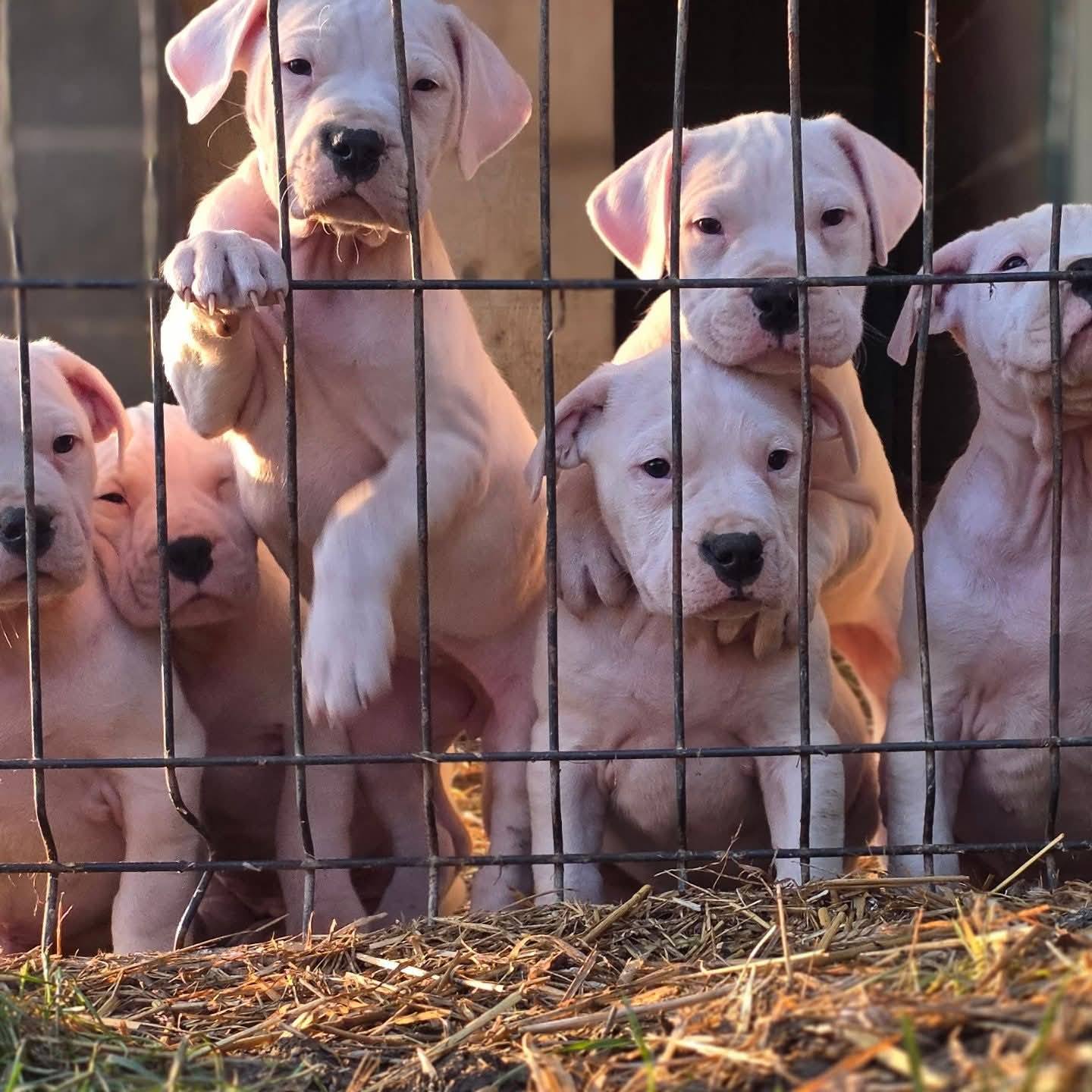 არგენტინული დოგი