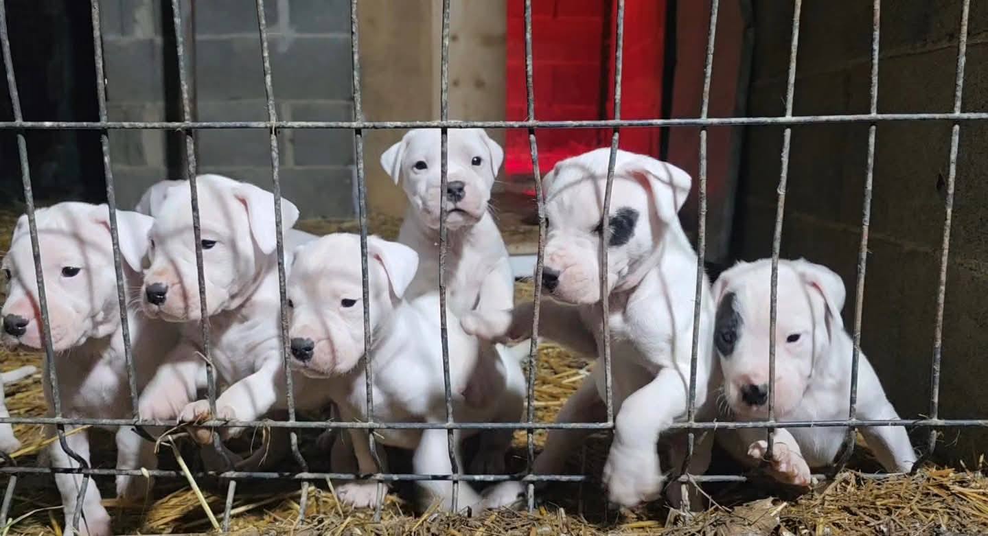 არგენტინული დოგი