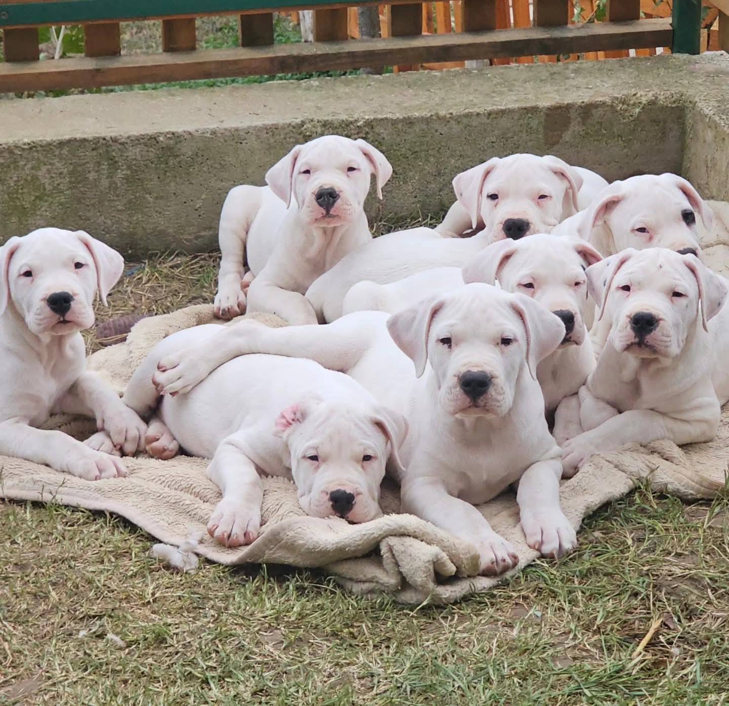 არგენტინული დოგი